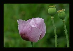 Mohn am Wegesrand