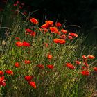  - Mohn am Wegesrand  1 -