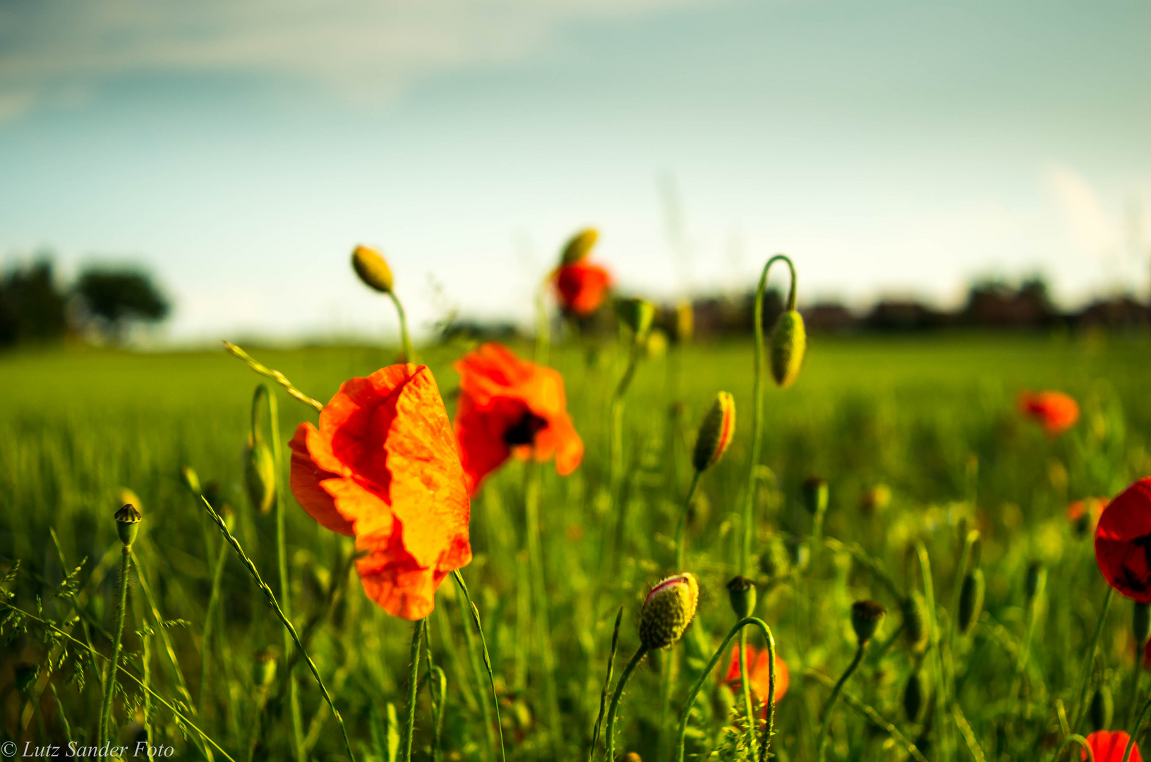 Mohn am Wegesrand