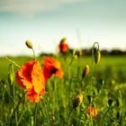 Mohn am Wegesrand