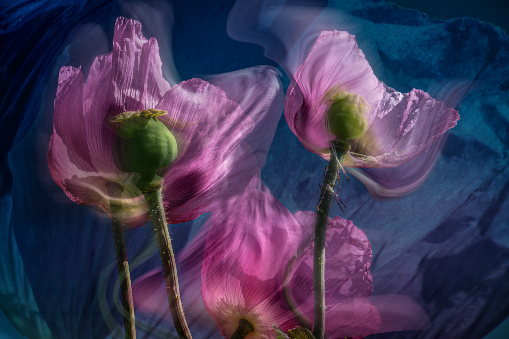 Mohn am Wegesrand