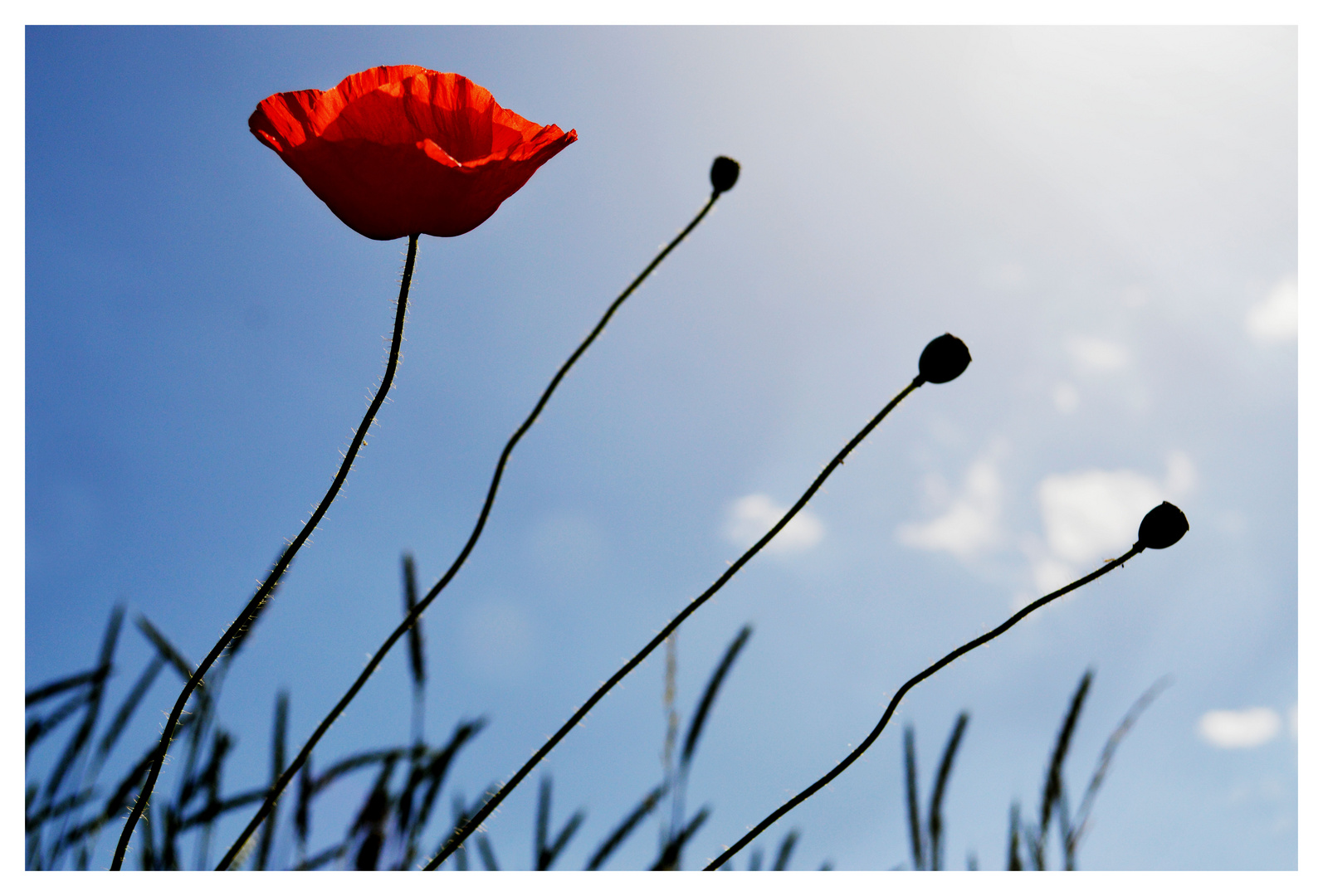 Mohn am Wegesrand