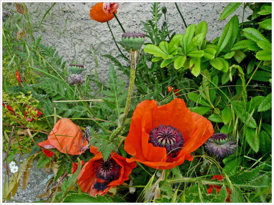 Mohn am Wegesrand