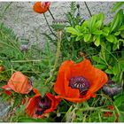 Mohn am Wegesrand