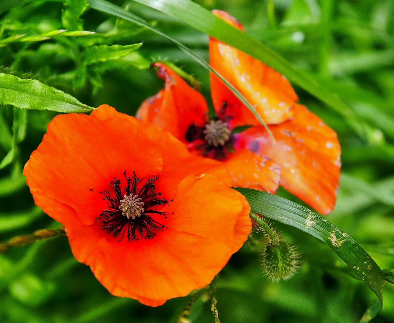 Mohn am Wegesrand