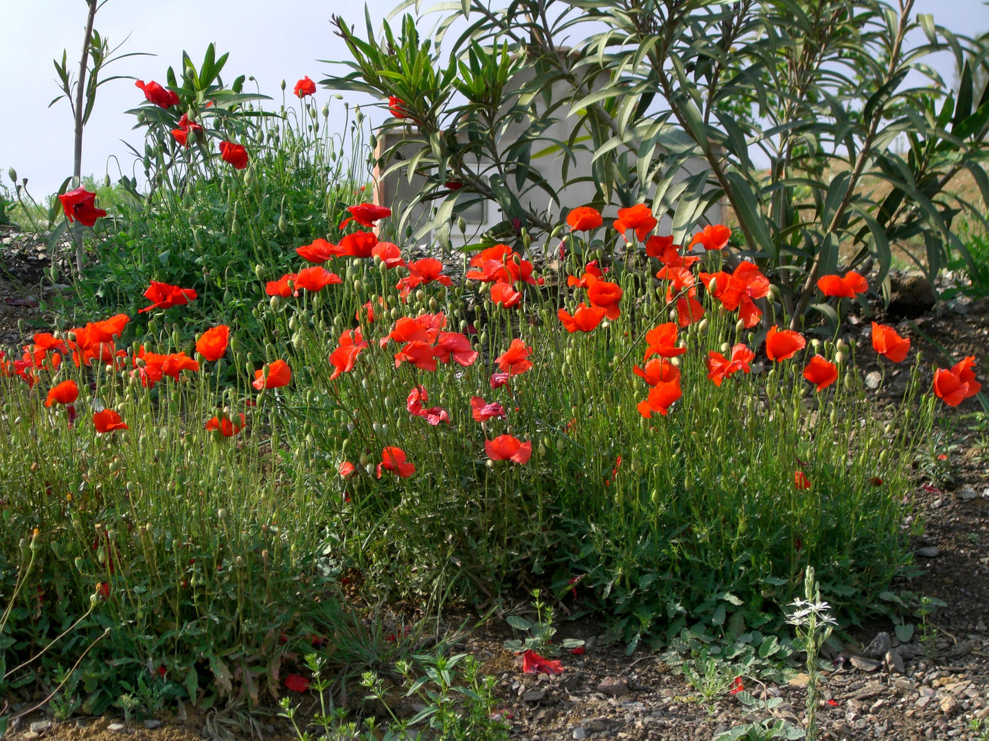 Mohn am Wegesrand