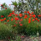 Mohn am Wegesrand