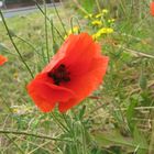 Mohn am Wegesrand