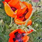 Mohn am Wegesrand