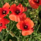 Mohn am Wegesrand