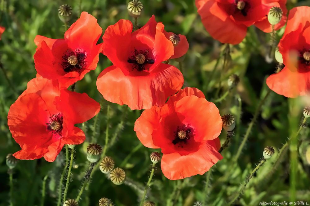 Mohn am Wegesrand