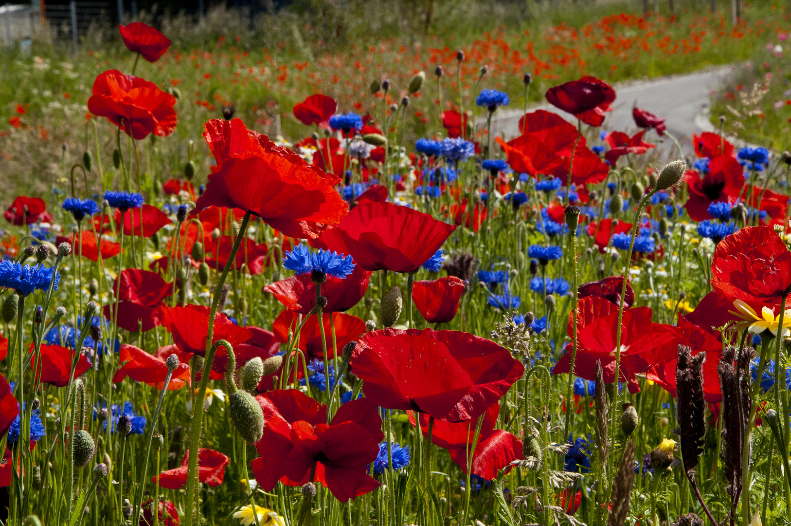 Mohn am Wegesrand