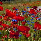 Mohn am Wegesrand