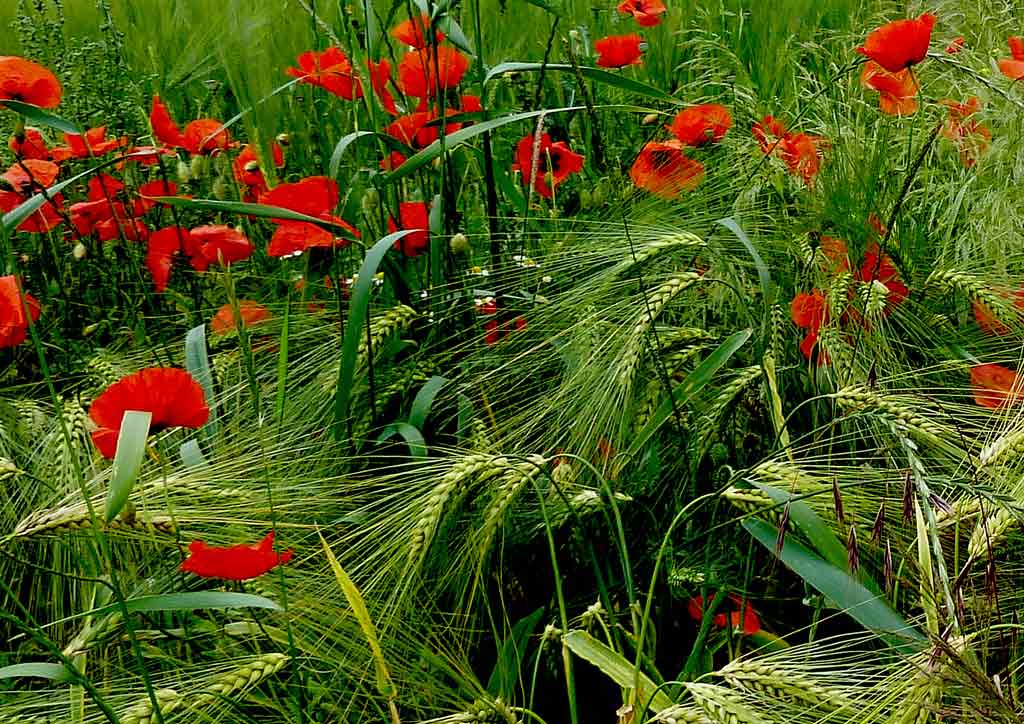 Mohn am Wegesrand