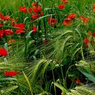 Mohn am Wegesrand