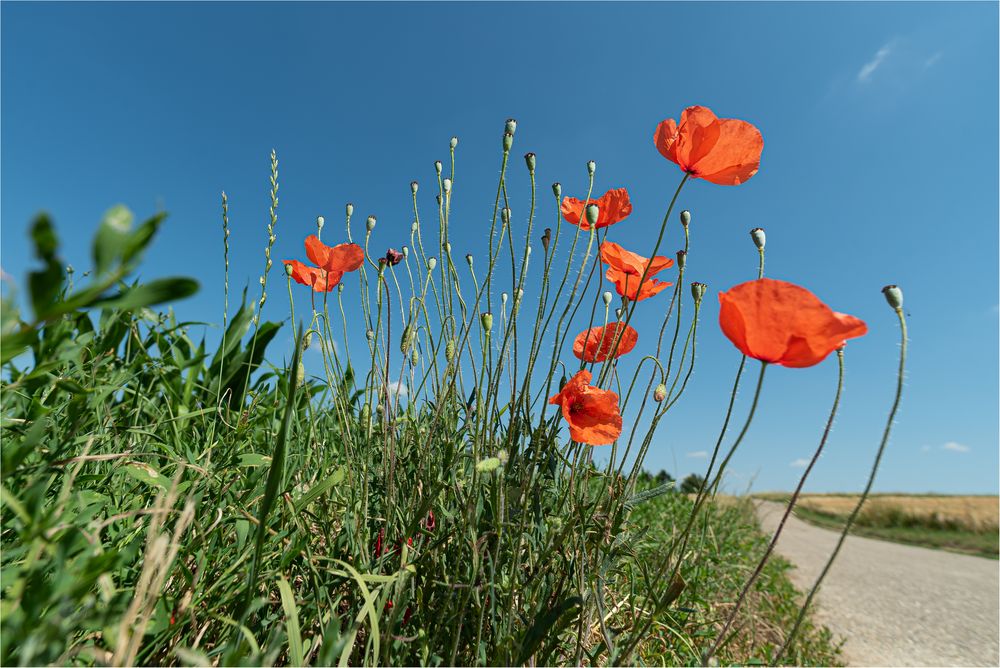 Mohn am Wegesrand