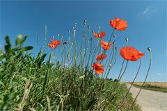 Mohn am Wegesrand