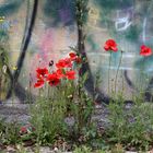 Mohn am Wegesrand