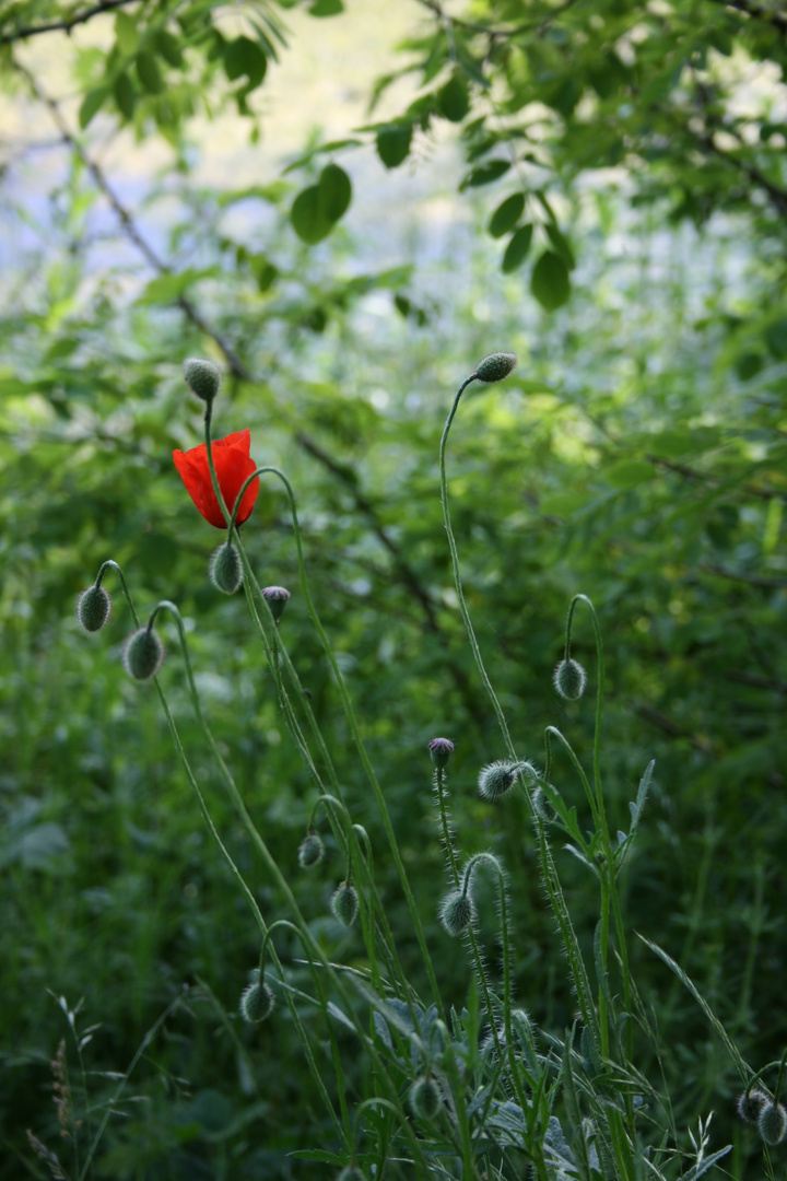 Mohn am Wegesrand