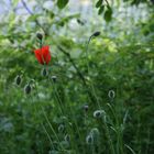 Mohn am Wegesrand