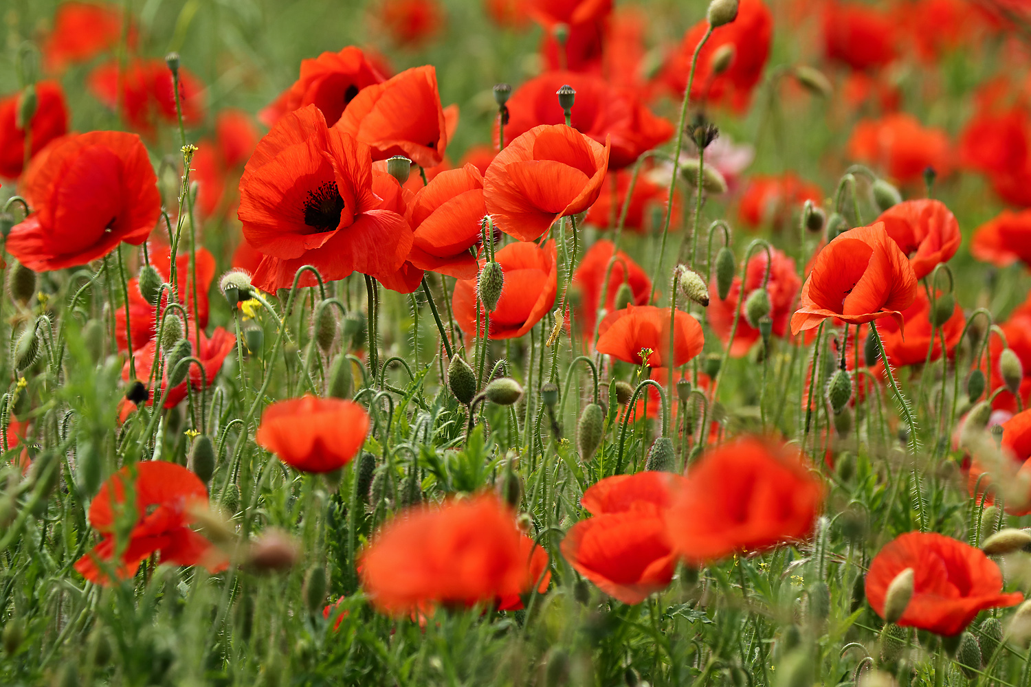 Mohn am Wegesrand...