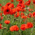 Mohn am Wegesrand...