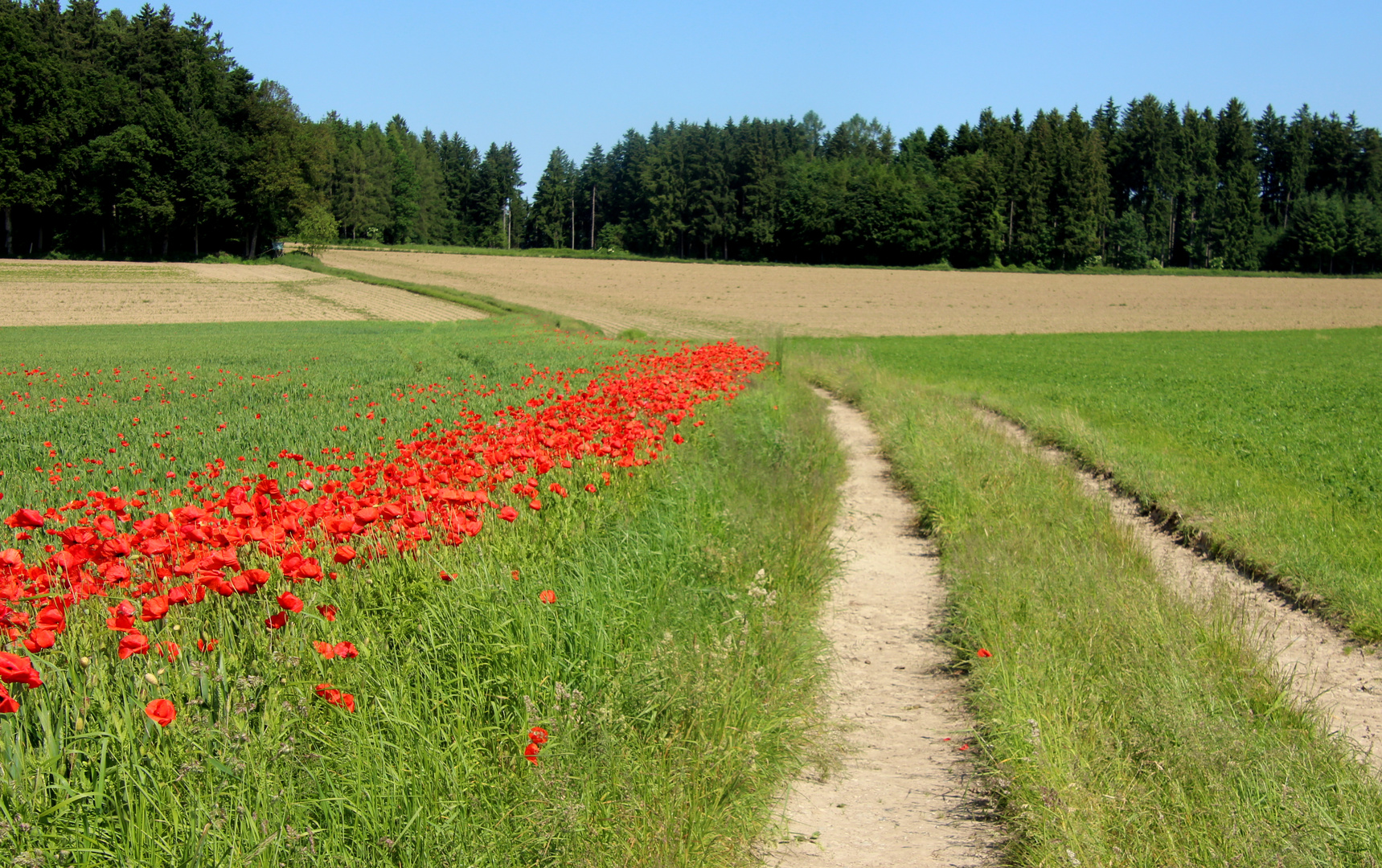 Mohn am Wegesrand