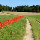 Mohn am Wegesrand