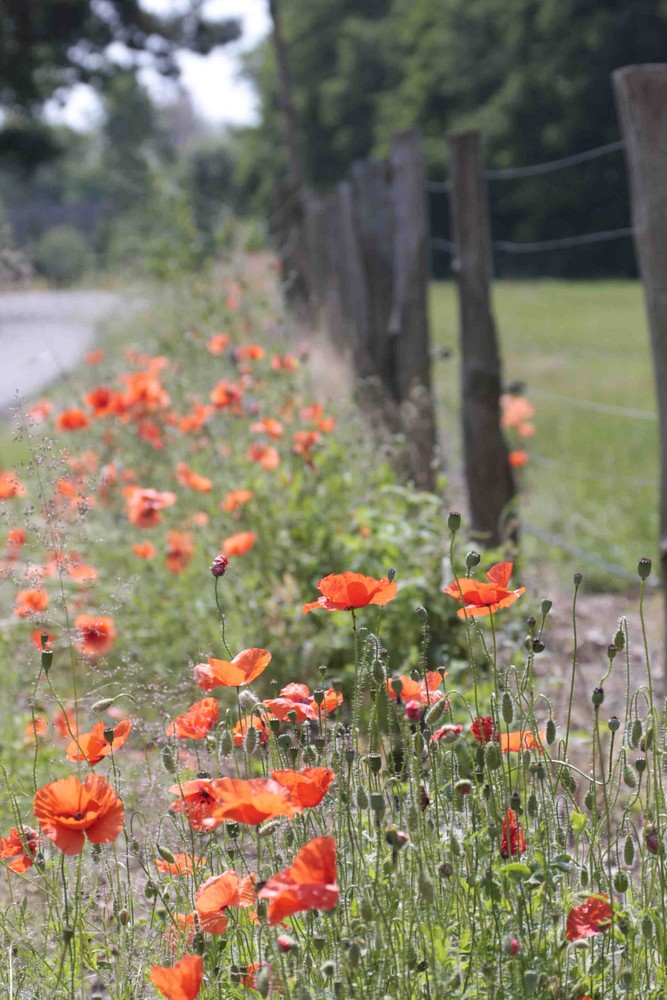 Mohn am Wegesrand