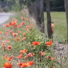 Mohn am Wegesrand