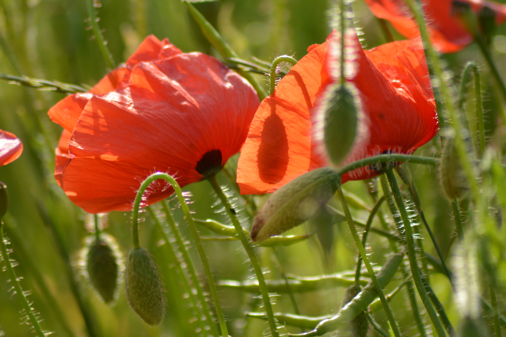 Mohn am Wegesrand im Getreidefeld