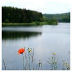 Mohn am Wegesrand IV