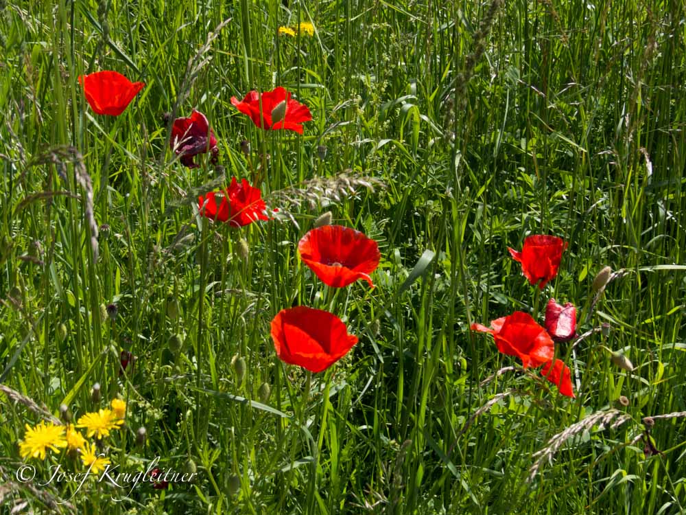 Mohn am Wegrand