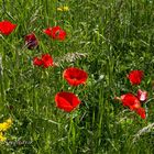 Mohn am Wegrand