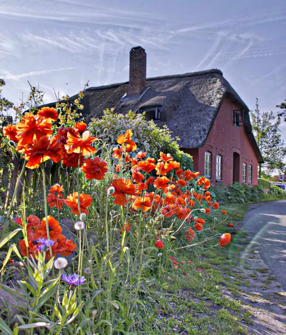 Mohn am Wegrand