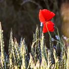 Mohn, am Wegrand entdeckt