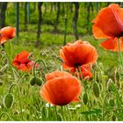 Mohn am Weinberg