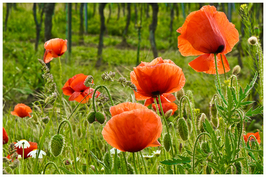 Mohn am Weinberg