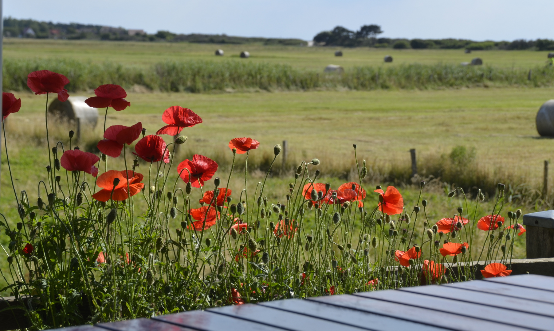 Mohn am Wieseneck