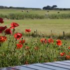 Mohn am Wieseneck