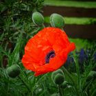 MOHN am Zaun 