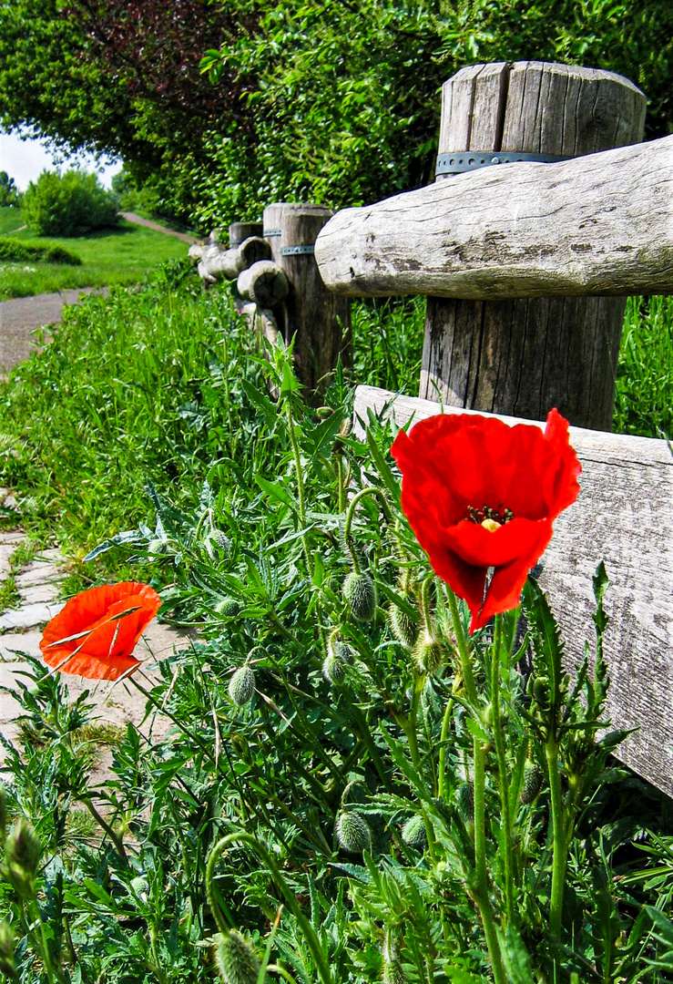 Mohn am Zaun