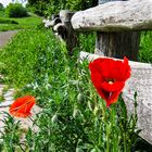 Mohn am Zaun