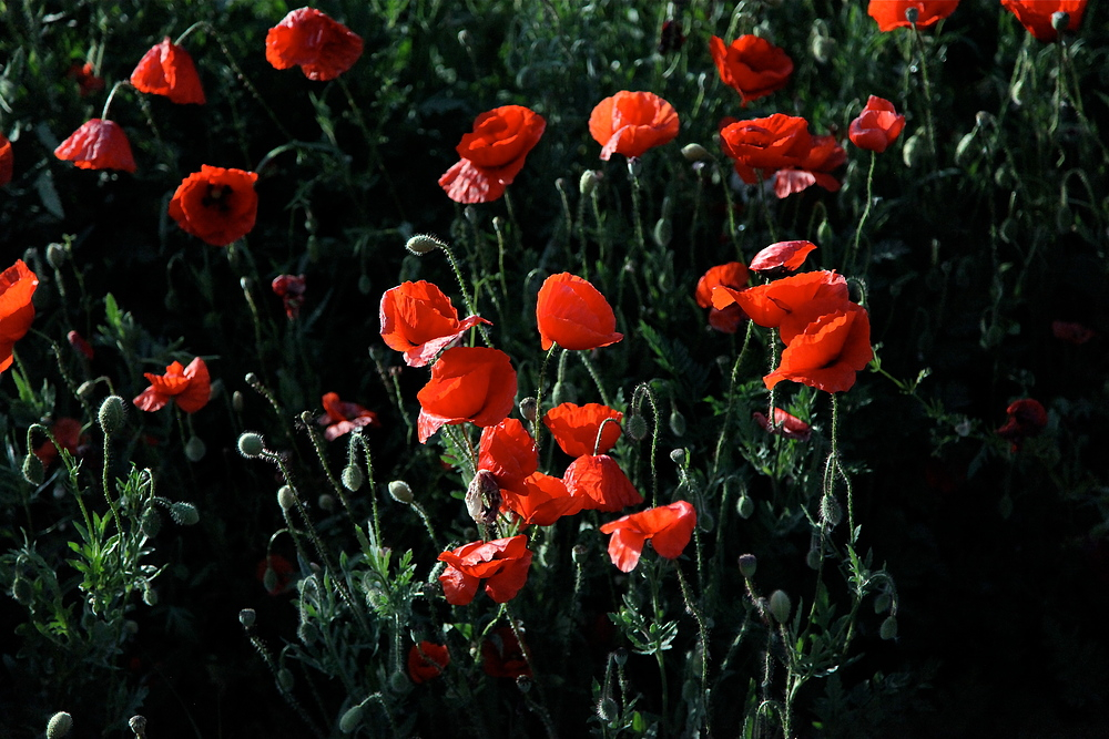 MOHN / AMAPOLA