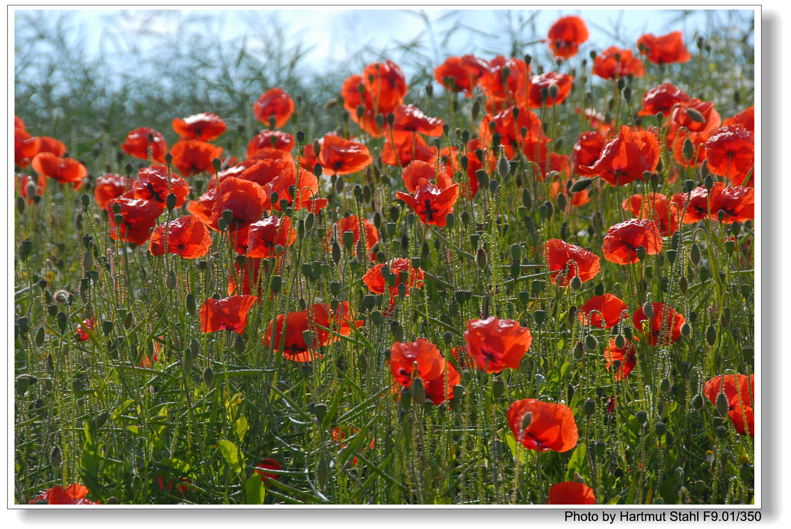 Mohn (Amapola)