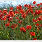 Mohn (Amapola)