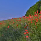 Mohn (amapolas)