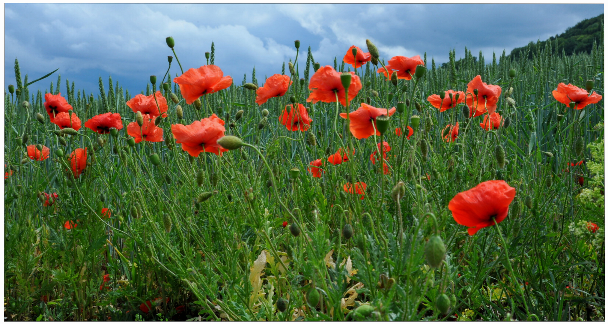 Mohn (Amapolas)