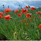 Mohn (Amapolas)