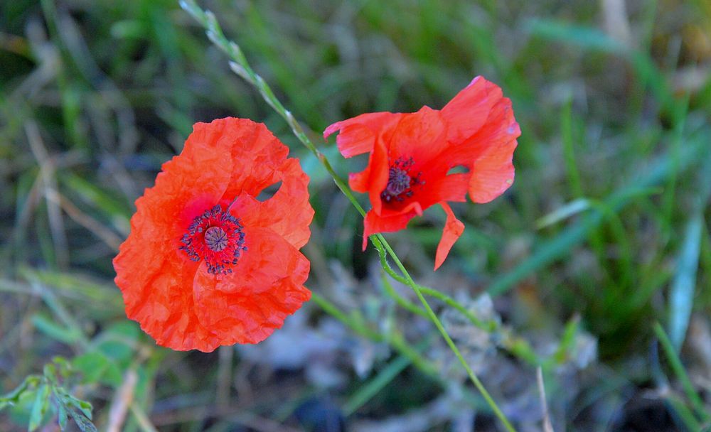 Mohn (amapolas)